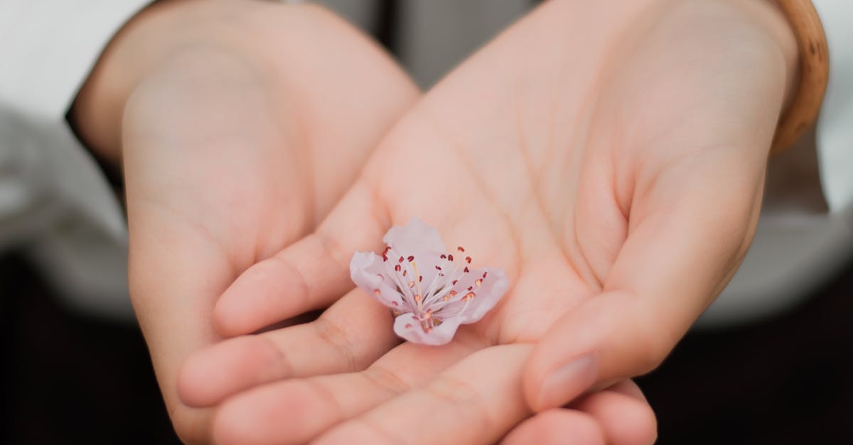 Close-up of hands gently holding a delicate pink flower symbolizing care and nature.