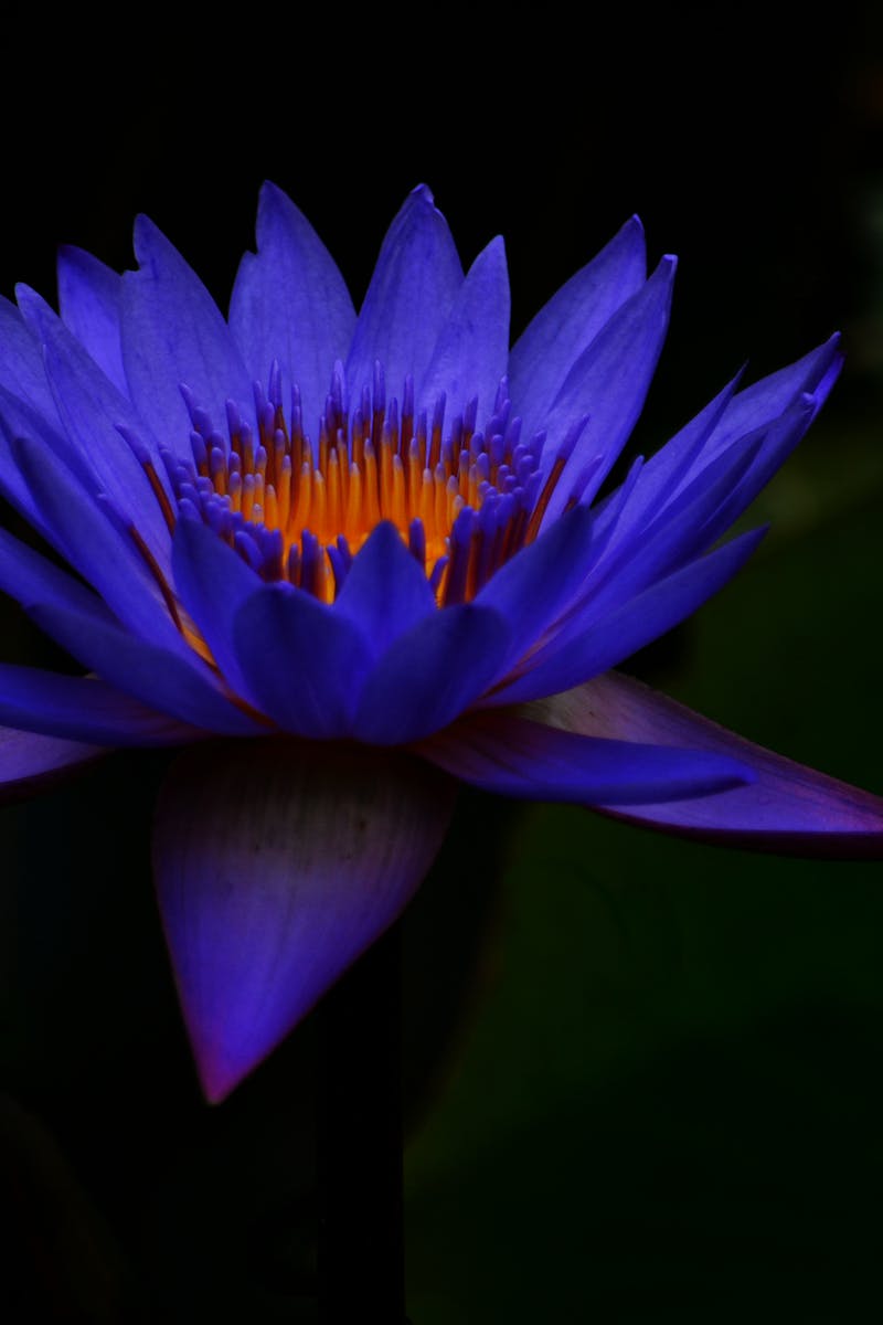 Striking close-up of a vibrant blue water lily in full bloom against a dark, contrasting background.